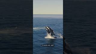 Seen dead whale explode  wildlife nature ecosystem orca sharkhunting dolphinwatching [upl. by Zach]