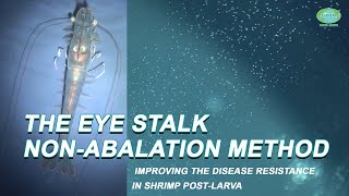 THE EYE STALK NONABALATION METHOD IMPROVING THE DISEASE RESISTANCE IN SHRIMP POSTLARVA [upl. by Kelam]