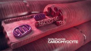 How the Heart Works Video Cardiomyocyte [upl. by Sephira51]