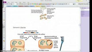 AP Bio Chapter 20 Section 1 [upl. by Davis199]