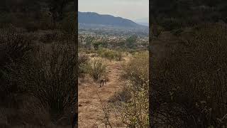 A leopardess on the prowlSamburu National ReserveKenya [upl. by Manoff228]