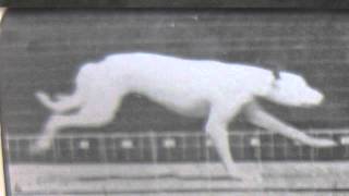 muybridge dog running [upl. by Campagna696]