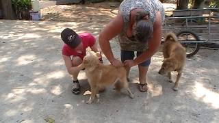 Project Steet Dogs Thailand quotVaccinaties tempelhondenquot [upl. by Ahtebat]