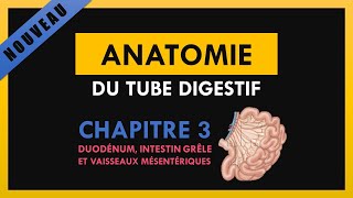 Anatomie Du Tube Digestif  Chapitre 3  Duodenum intestin grêle et vaisseaux mésentériques [upl. by Airdnal]