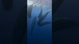 Whale Family Moment to Remember 🐋💙🦈🤿🌊shorts youtubeshorts shortsfeed shortvideo viralvideo [upl. by Bernadene]