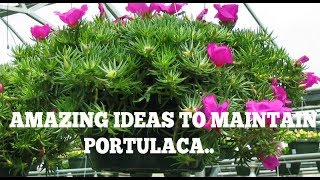 How to maintaingrow Portulaca GrandifloraTable RoseMoss RoseSun Rose [upl. by Peterson]