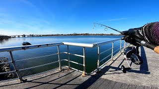 HIDDEN GEMS  Spring Herring Fishing the Captree Steel Pier Here [upl. by Tnilf]