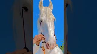 Most Beautiful Horse Breed AkhalTeke [upl. by Ursas]