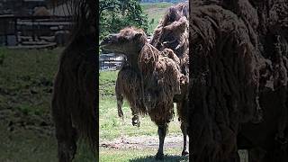 African Camel  Fattest animal in the world Shorts reels viralvideo [upl. by Claribel]