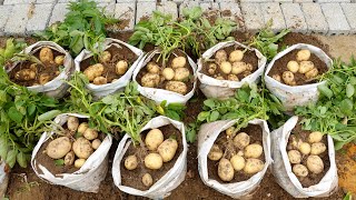 Tips for Growing Potatoes in Sacks for Large and Lots of Tubers [upl. by Rizas]