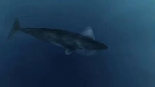 Giant Megalodon Shark Caught on Camera 2016 Epic ProofEvidence [upl. by Okihcim]