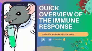 Quick overview of the immune response [upl. by Eatnoj75]