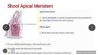 Shoot Apical Meristem [upl. by Assenal]