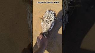 save puffer fish returned to their sea beach shorts pufferfish [upl. by Geraldine259]