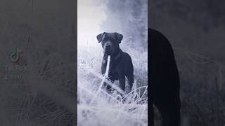 Cane Corso Bruce in the Frozen Forest [upl. by Eiramlatsyrc]