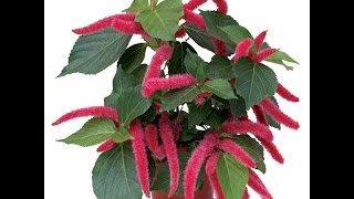 Growing the Chenille Plant Acalypha hispida [upl. by Ecnaralc]