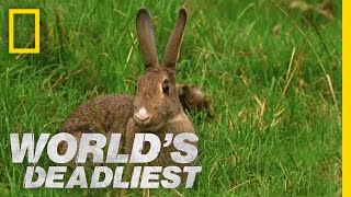 Stoat Hypnotizes Rabbit  Worlds Deadliest [upl. by Miharbi]