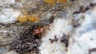 Claviger testaceus  Parasitic beetle on Lasius flavus yellow ant [upl. by Eniahs]