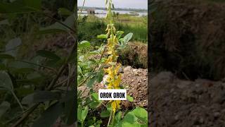 TANAMAN OROK OROK ‼️ Crotalaria pallida Crotalariapallida orokorok [upl. by Shem]