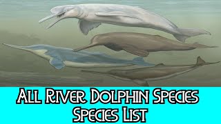 All River Dolphin Species  Species List [upl. by Hulton]