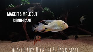 Acarichthys Heckelii amp Tank mates 24th Jan 2022 [upl. by Lleda]