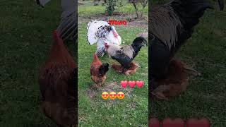 funny coq 🐓 ❤️ chicken song animals 1million funny song 8뉴스 shorts short chicken amor 1m [upl. by Neelyar]