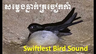 Swiftlet Bird Sound  សម្លេងធ្នាក់ទាក់ត្រចៀកកាំ ទាក់ត្រចៀកកាំអោយមកនៅបាន 100 [upl. by Parlin]