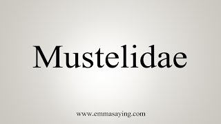 How To Say Mustelidae [upl. by Aerdied]