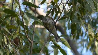 Olivebacked Oriole Oriolus sagittatus in Toohey Forest Brisbane Australia [upl. by Omar44]