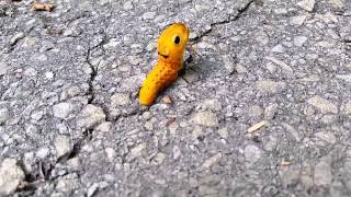 Spicebush swallowtail caterpillar [upl. by Enilorak]