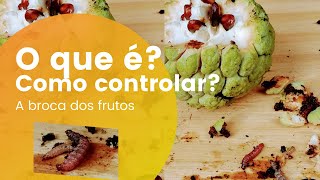 Broca dos frutos Anonas Vida e como controlar Cerconota graviola frutadoconde atemoia pinha [upl. by Iggie125]