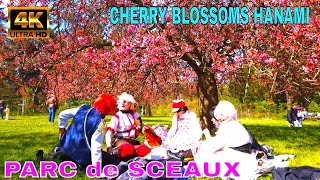 🇫🇷Walking in PARC de SCEAUX near in PARIS Cherry Blossoms  HANAMI au Parc de Sceaux 2022 [upl. by Abel]