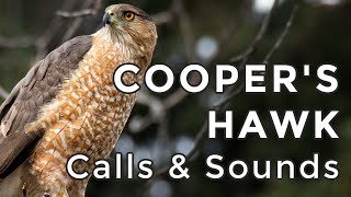 Coopers Hawk Calls The 3 sounds these backyard predators make 2024 [upl. by Anot]