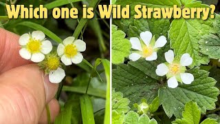 Wild Strawberry or Barren Strawberry 🍓 How to tell the difference [upl. by Lekcim151]