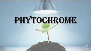 Phytochrome  various responses structure interconvertible forms and its functions [upl. by Dill]