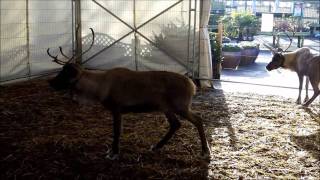 Reindeer at Whitehall Garden Centre Bristol [upl. by Krispin]