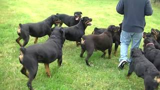 AMAZING ROTTWEILER KENNEL HARDRADA IN NZ 1 [upl. by Emmanuel]