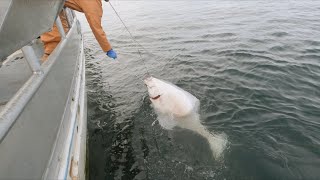 Snagged  Fishing for Halibut  Alaska Halibut Longlining  2023 Halibut Season [upl. by Ytisahcal514]