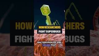 Phage Therapy vs Superbugs The Key to Fighting Antibiotic Resistance [upl. by Larkin]