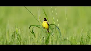 黄胸鹀 Yellowbreasted Bunting [upl. by Llohcin788]