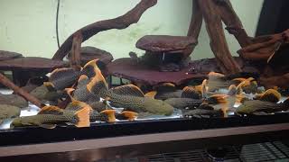 Pleco L600 army feeding [upl. by Karlise195]