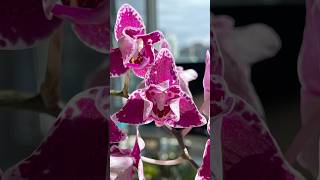 Phalaenopsis Chia E Yenlin Variegata [upl. by Postman322]