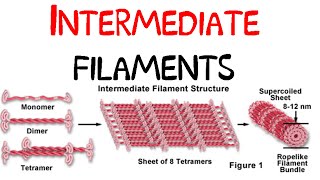 Intermediate filaments [upl. by Snook56]