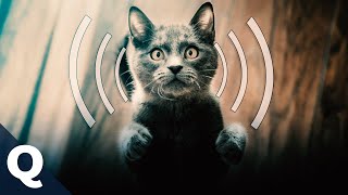 Warum schnurren Katzen Ralph googelt Exklusiv auf YouTube  Quarks [upl. by Deering]