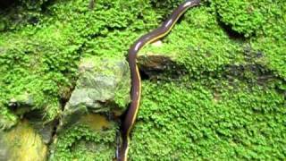 Giant caecilian Caudacaecilia nigroflava from Borneo [upl. by Brindell]