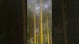 Phyllostachys Aureosulcata Spectabilis [upl. by Ellenuahs]