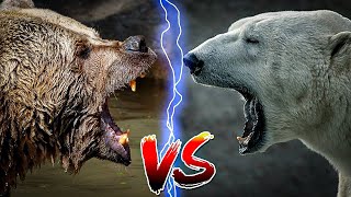 Kodiak bear vs Polar bear Which bear is the strongest [upl. by Mulderig]