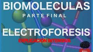 Proteínas Parte 7  Electroforesis  Biomoléculas [upl. by Downey684]