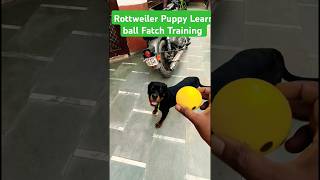 Rottweiler Puppy Learn ball Fatch Training session 436 shorts [upl. by Itida883]