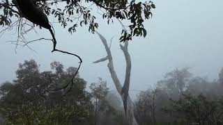 Misty First Day Of Spring Walking The Honeyeater Hike [upl. by Oirad220]